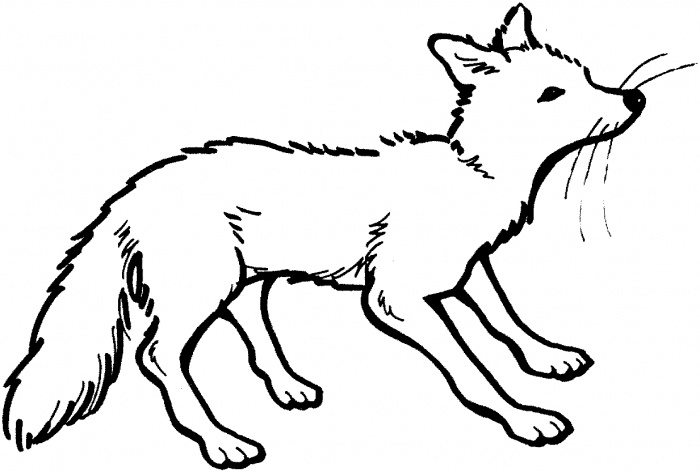 700x472 Polar Fox Clipart Black And White