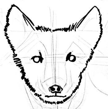 350x351 How To Draw An Arctic Fox