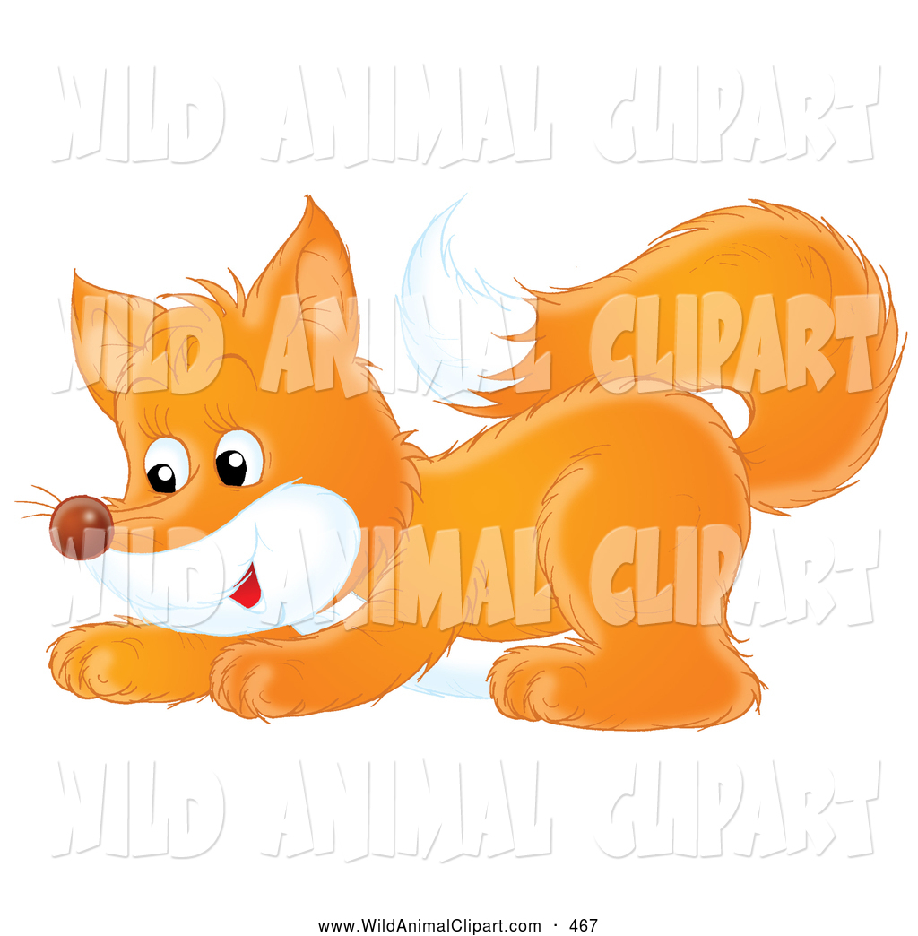 1024x1044 Royalty Free Stock Wildlife Designs Of Foxes