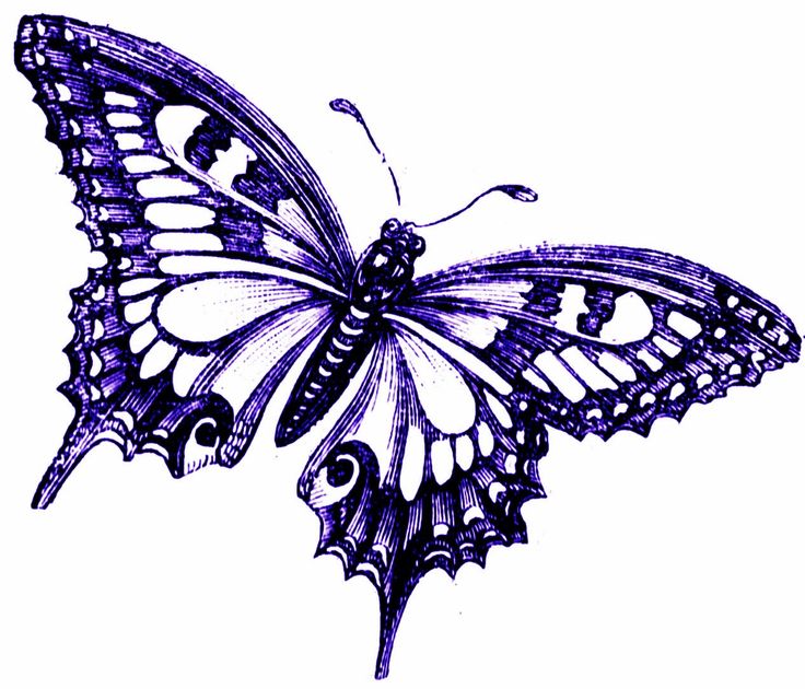 736x630 11 Best Purple Butterfly Clip Art Images