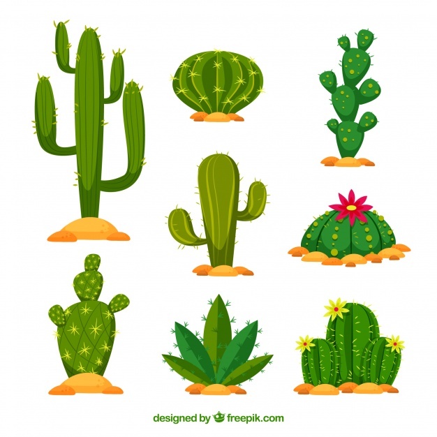 626x626 Cactus Vectors, Photos And Psd Files Free Download