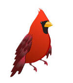 150x170 Best Photos Of Cardinal Bird Graphics