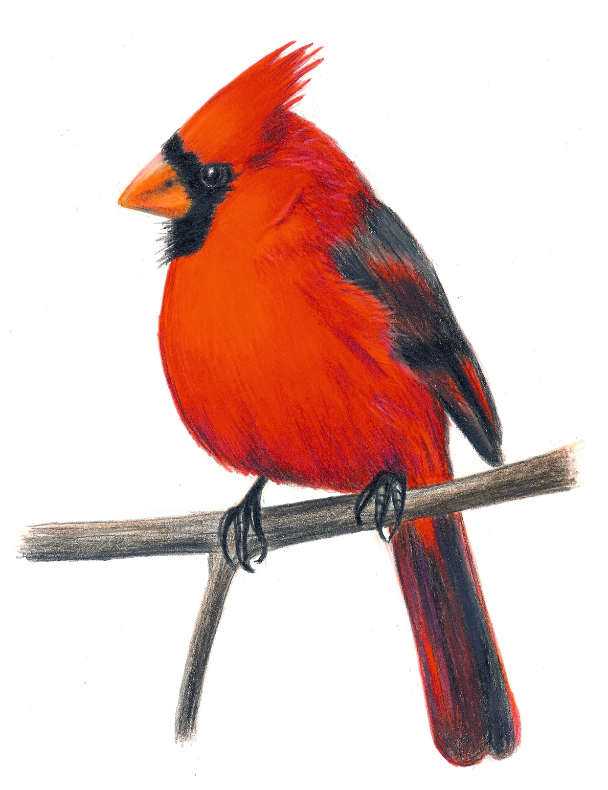 1189x1544 Free Cardinal Clipart To Use Clip Art Resource