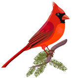 154x160 Top 78 Cardinal Clip Art