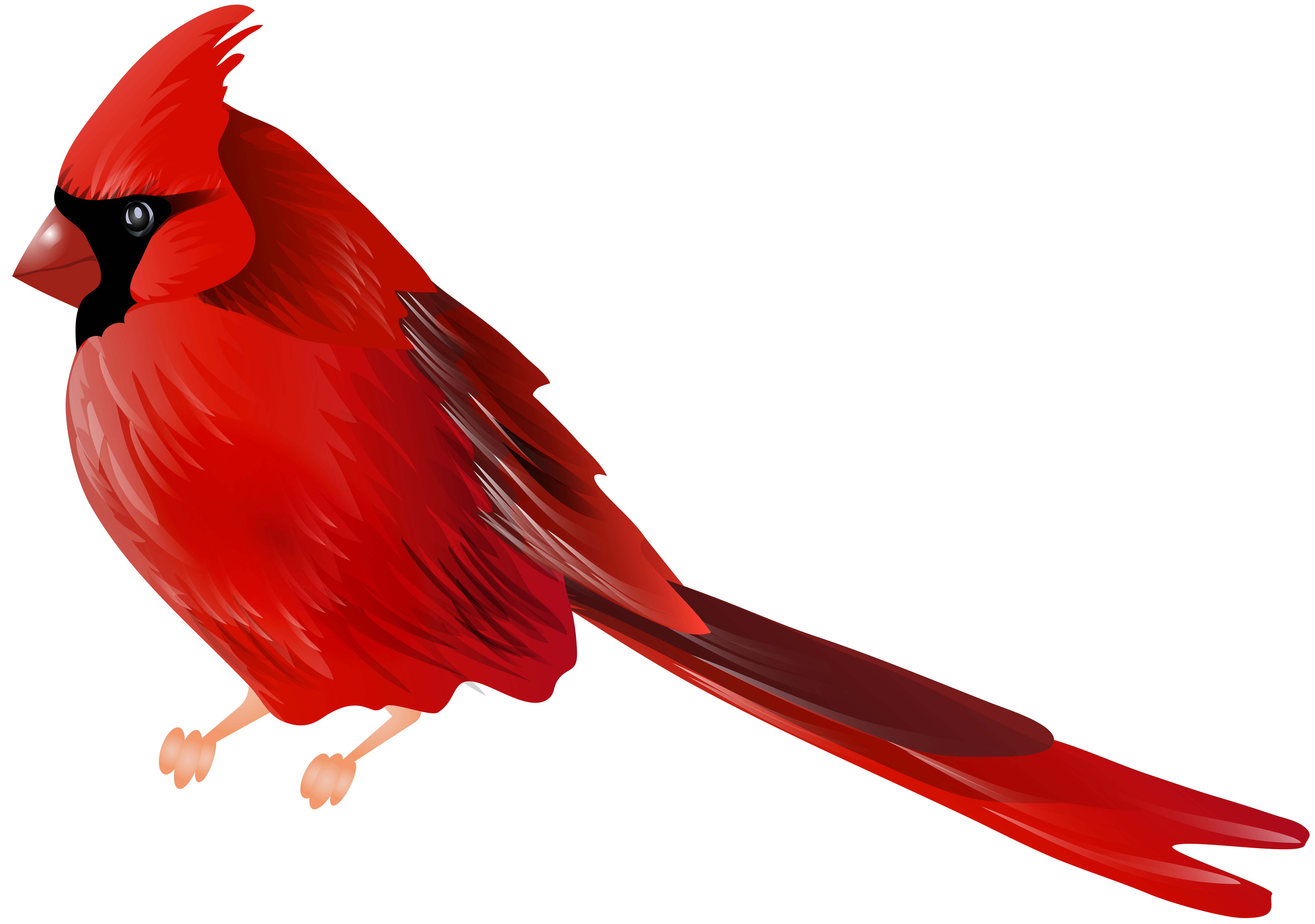 8000x5623 Cardinal Bird Png Clip Artu200b Gallery Yopriceville