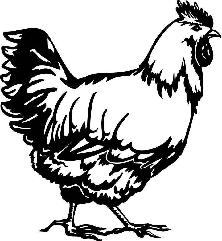 Free Chicken Clipart Black And White