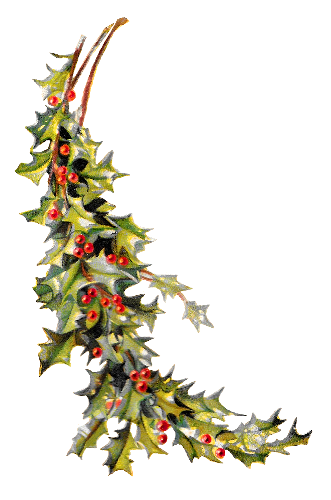 Free Christmas Clipart Holly