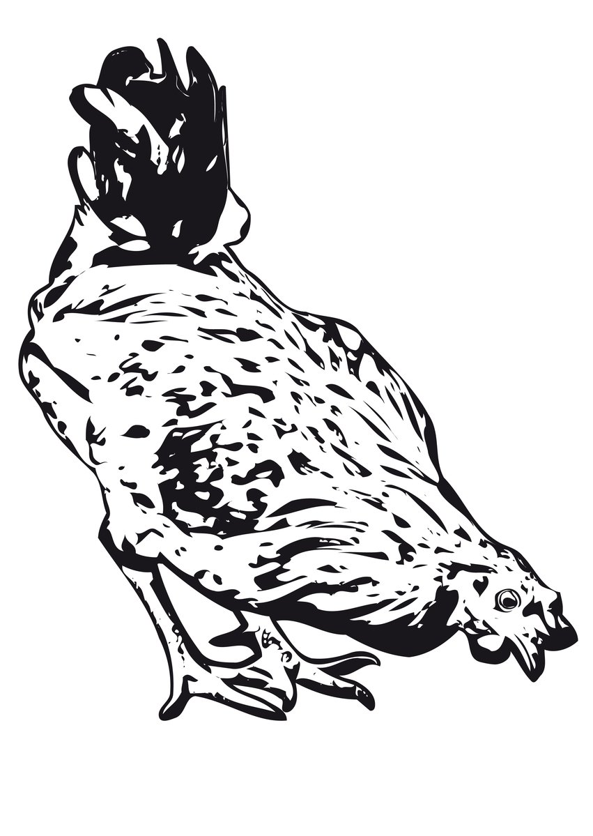 851x1199 Free Clip Art Chicken 4 Stock Photo