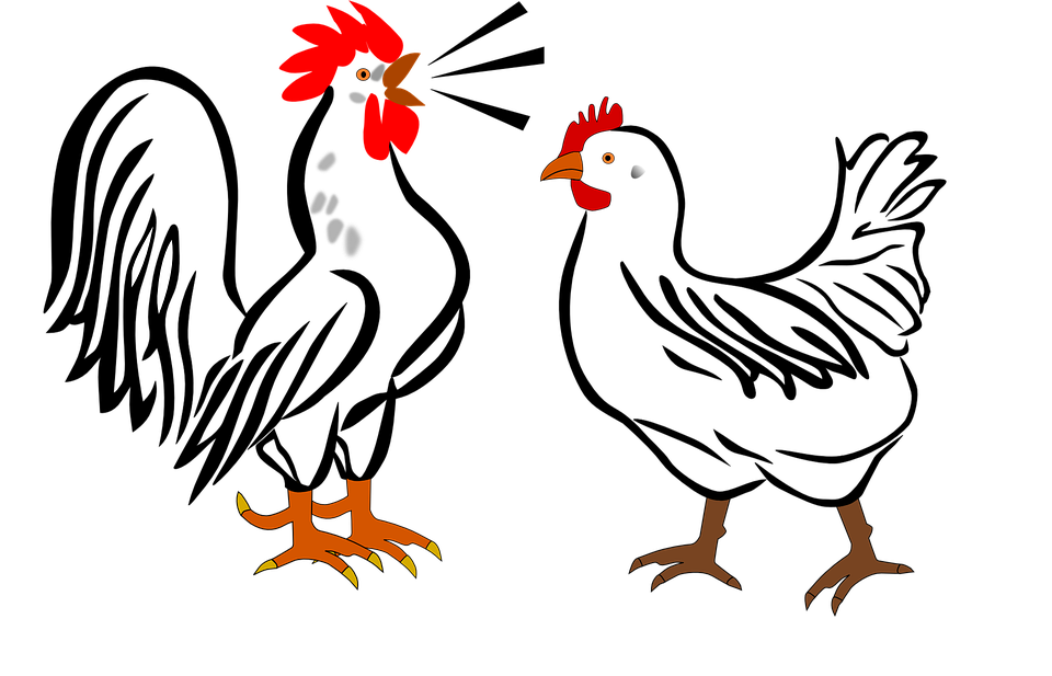 960x617 Rooster Birds Clipart, Explore Pictures