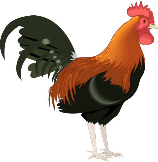 555x569 Rooster Clip Art Cartoon Free Clipart Images 2 Love