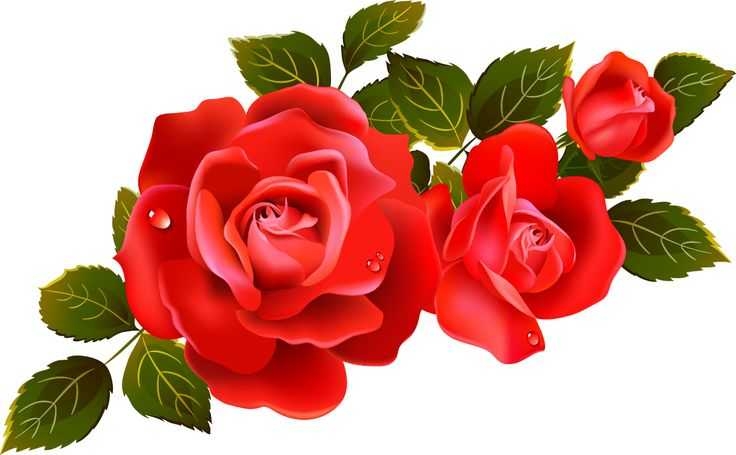 736x455 Roses Rose Clip Art Free Clipart Images 2 Clipartcow