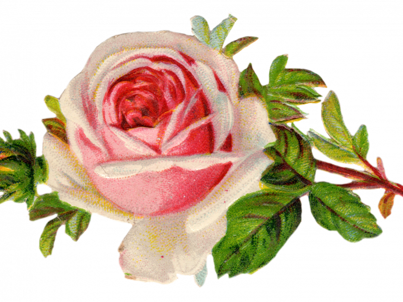800x600 Innovation Ideas Clip Art Roses Free Vintage Rose Pretty Things