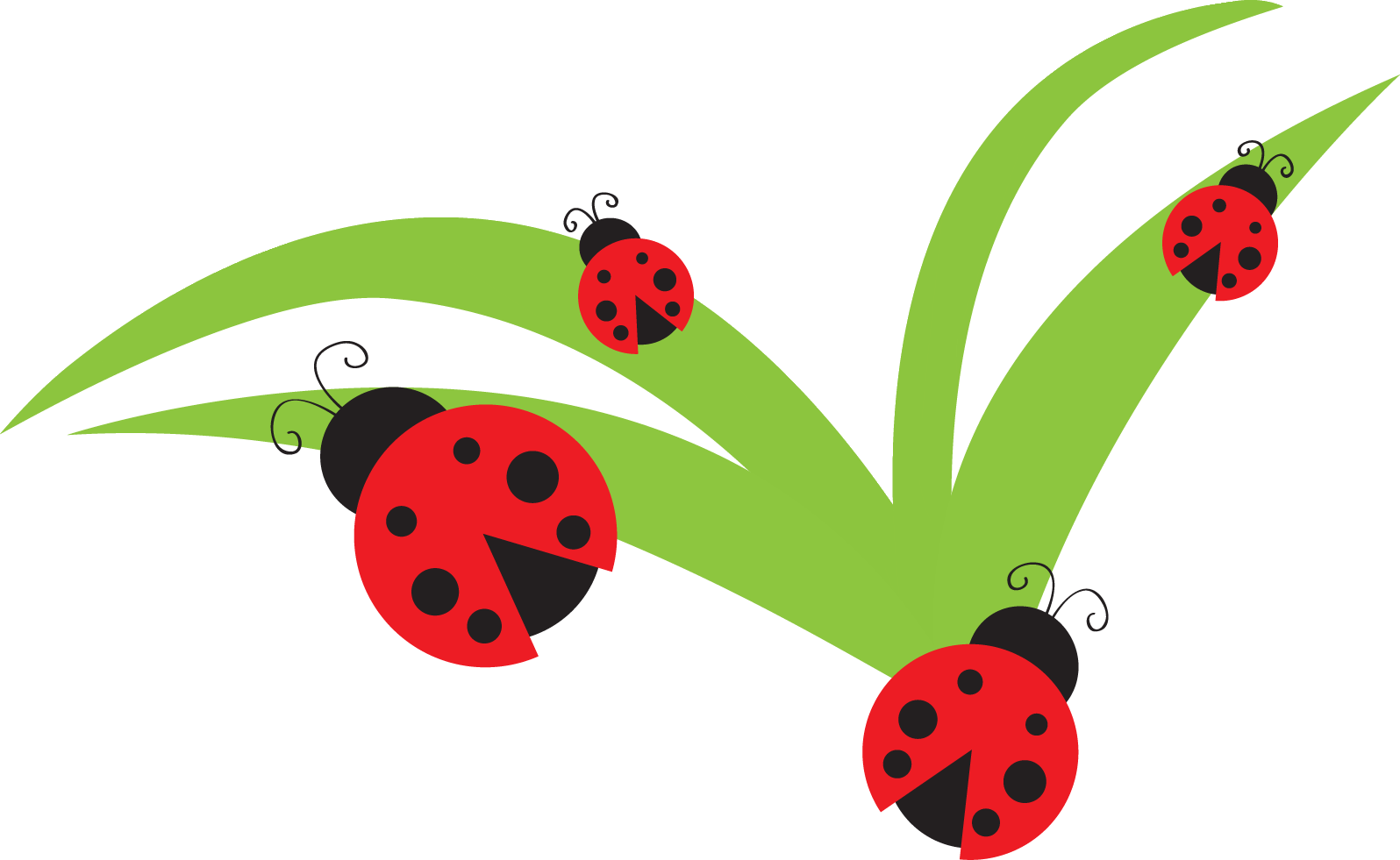 1596x981 Lady Beetle Clipart September Flower
