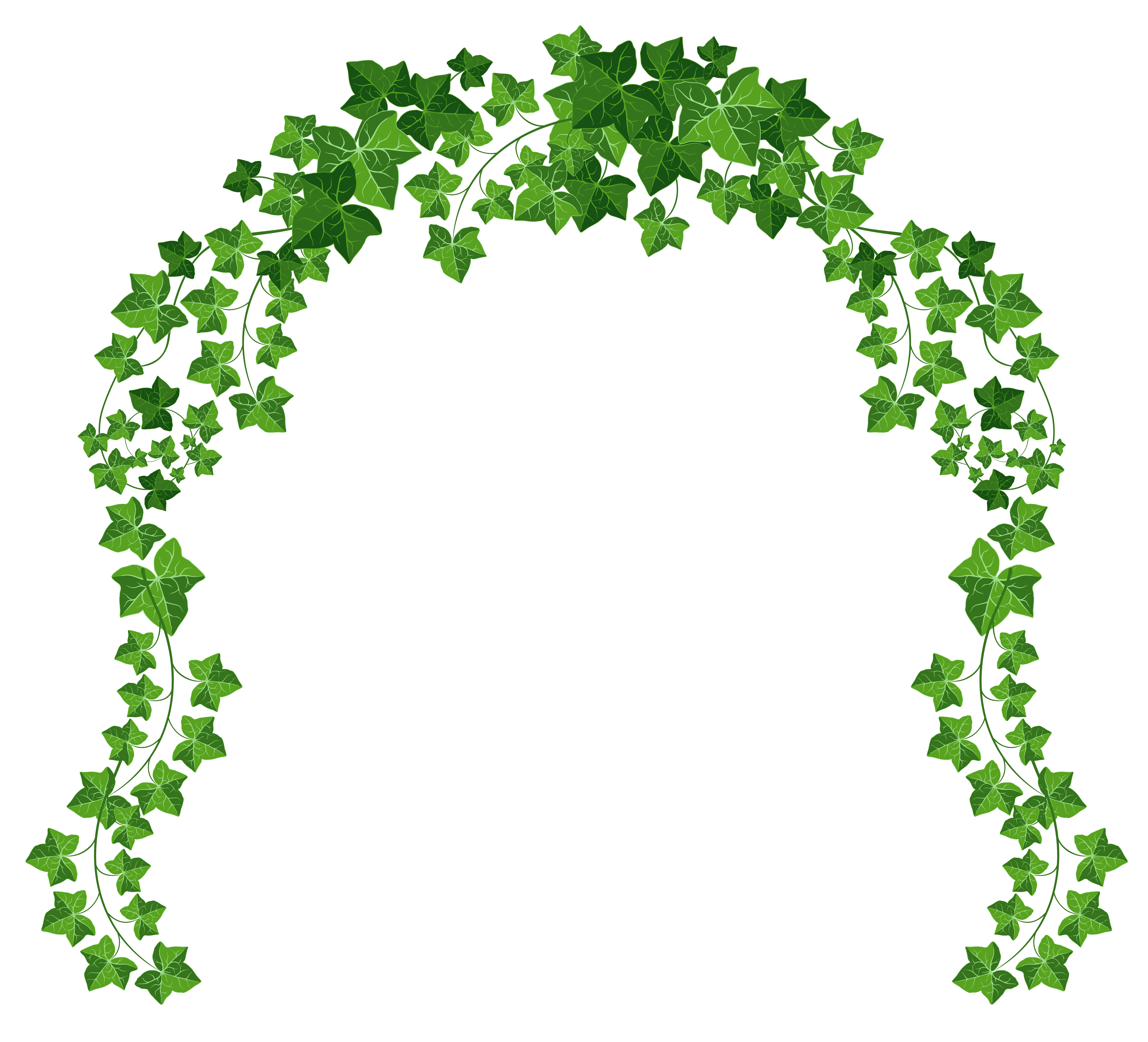 5203x4724 Ivy Clipart Transparent
