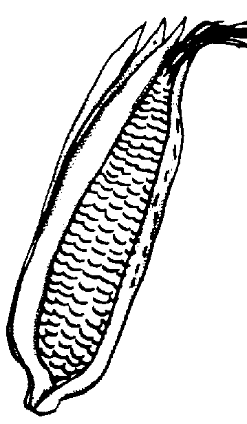 359x616 Corn Clip Art