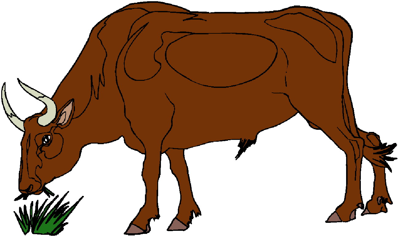 1296x771 Bulls Clipart Brown Cow