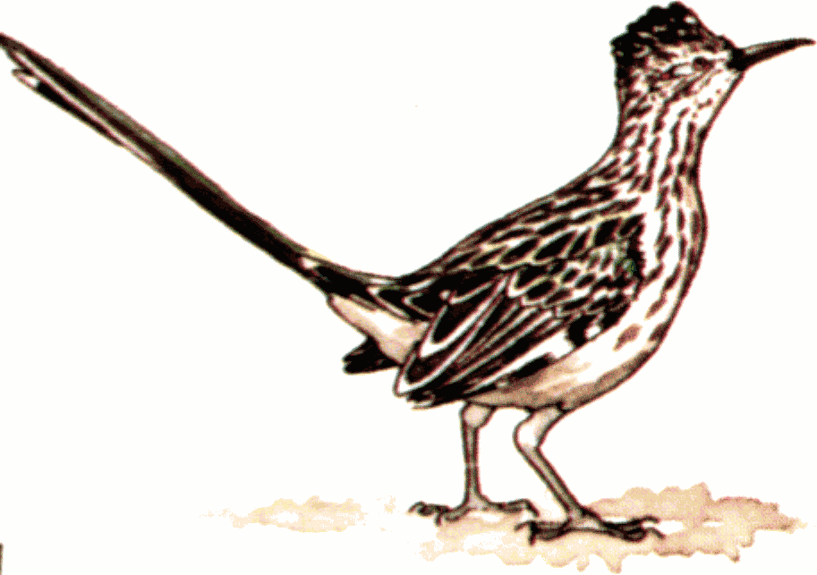 913x643 Top 89 Roadrunner Clip Art