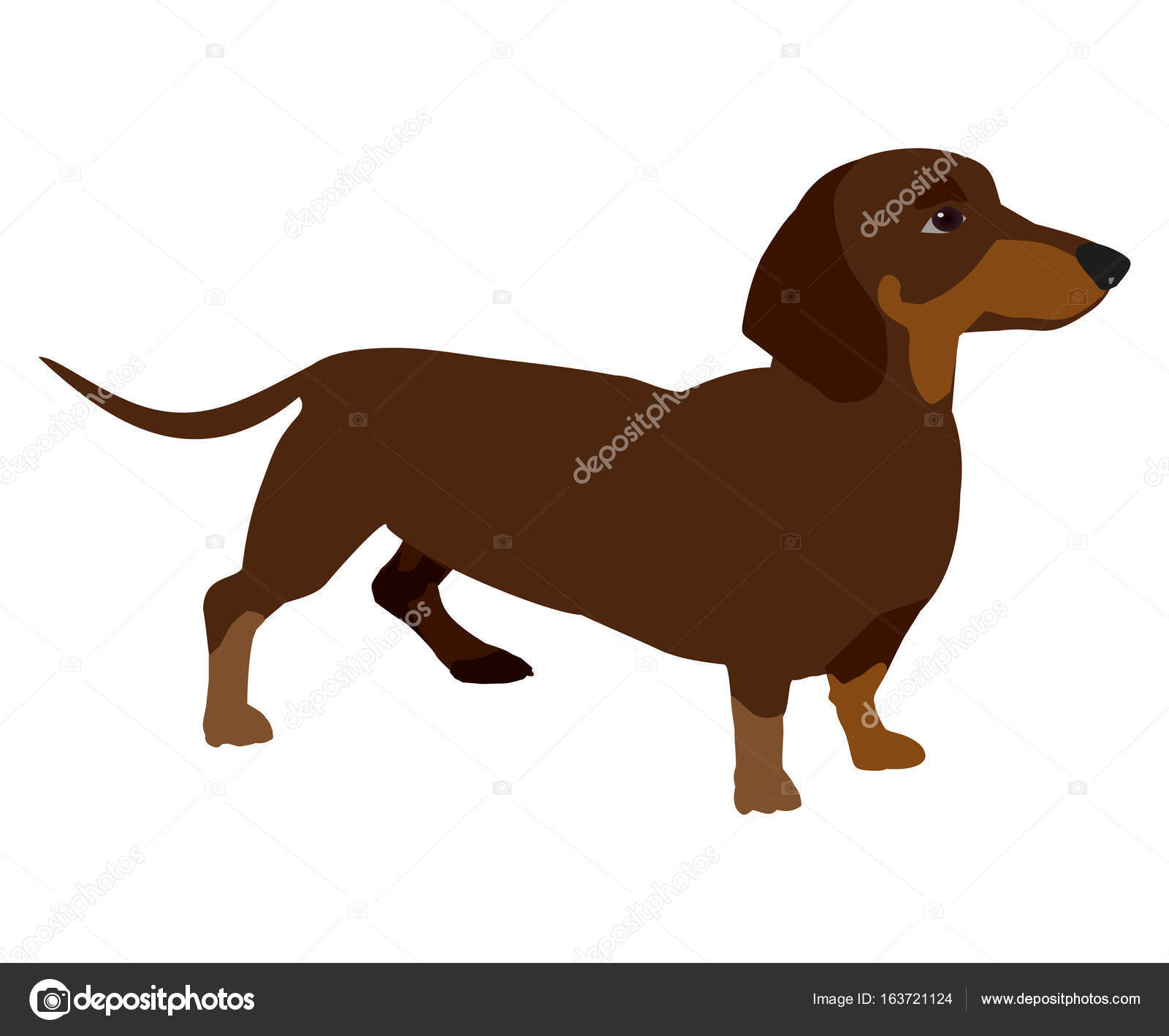 1600x1418 Vector Clip Art Dachshund On White Background Stock Vector