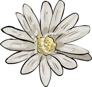 300x285 Daisy Flower