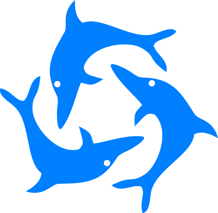 736x720 Dolphin Clipart Flip