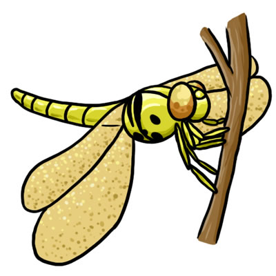 400x400 50 Free Dragonfly Clip Art 11