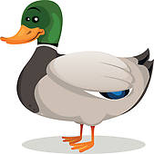 169x170 Top 90 Mallard Clip Art