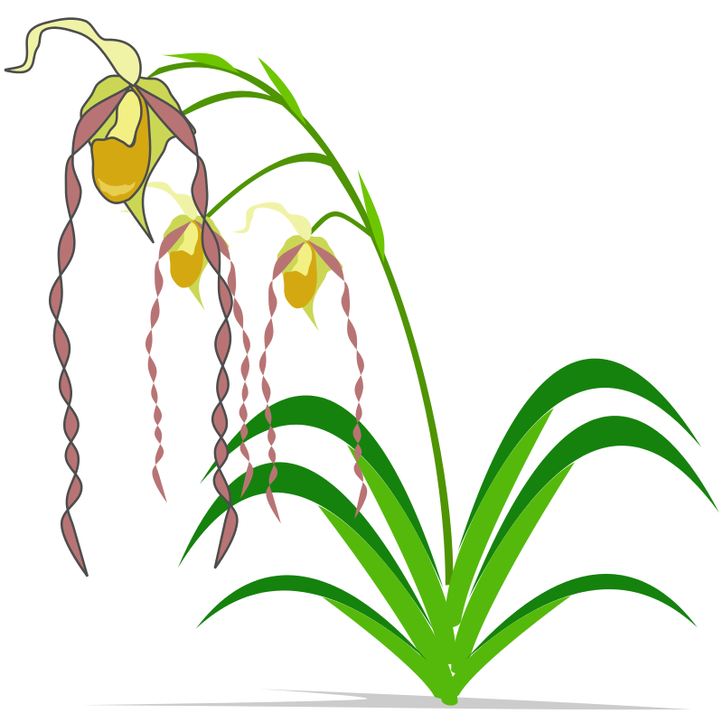 800x800 Sad Orchid Clipart