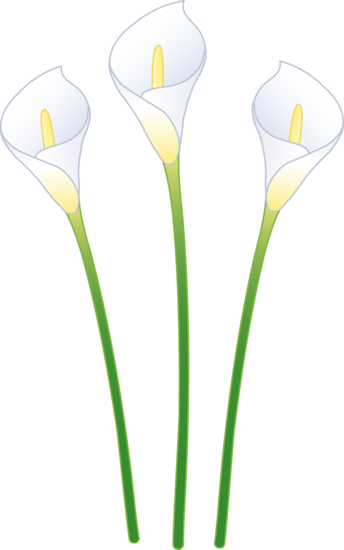 344x550 Three White Calla Lilies