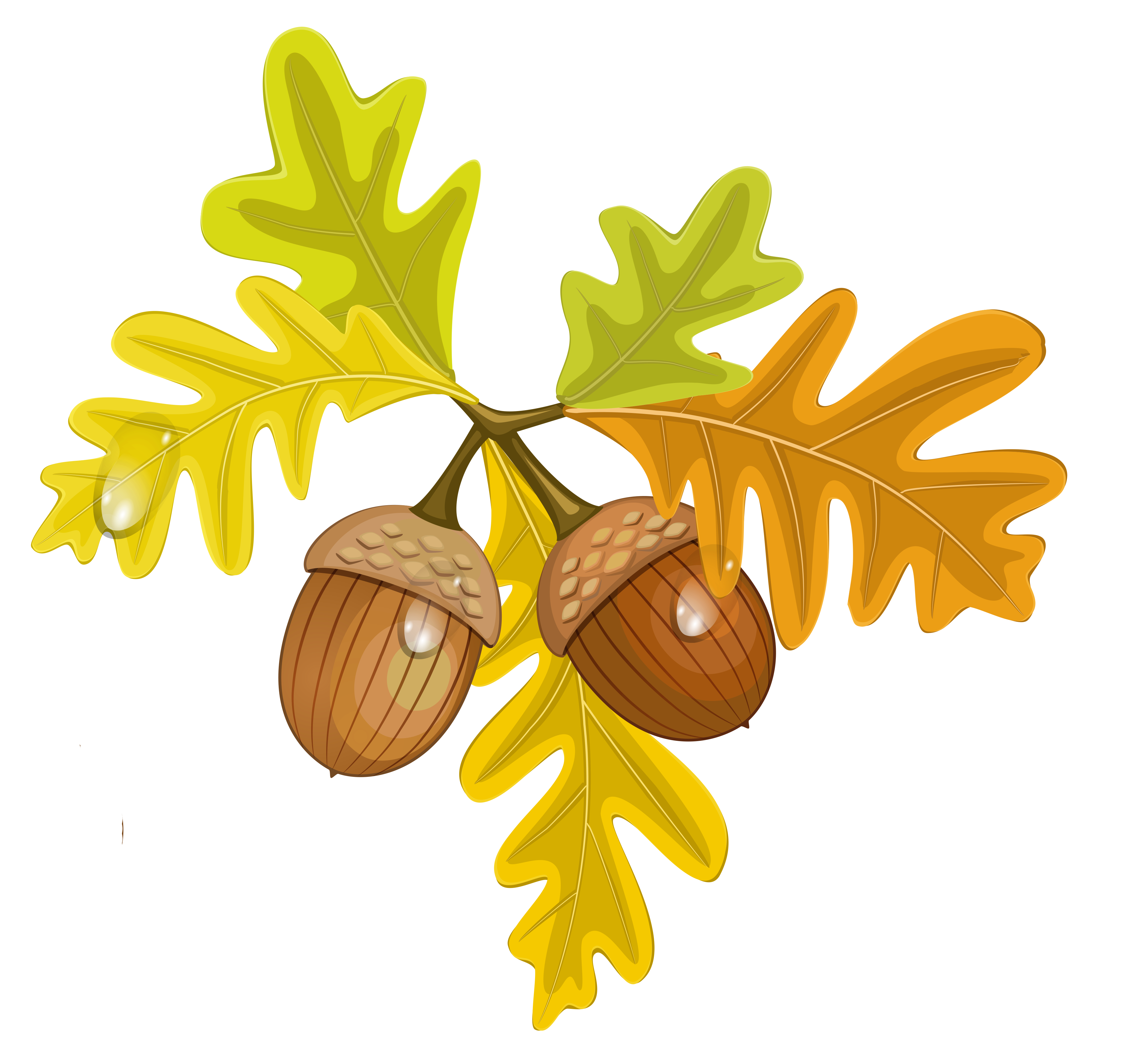 4110x3898 Acorn Clip Art Inderecami Drawing