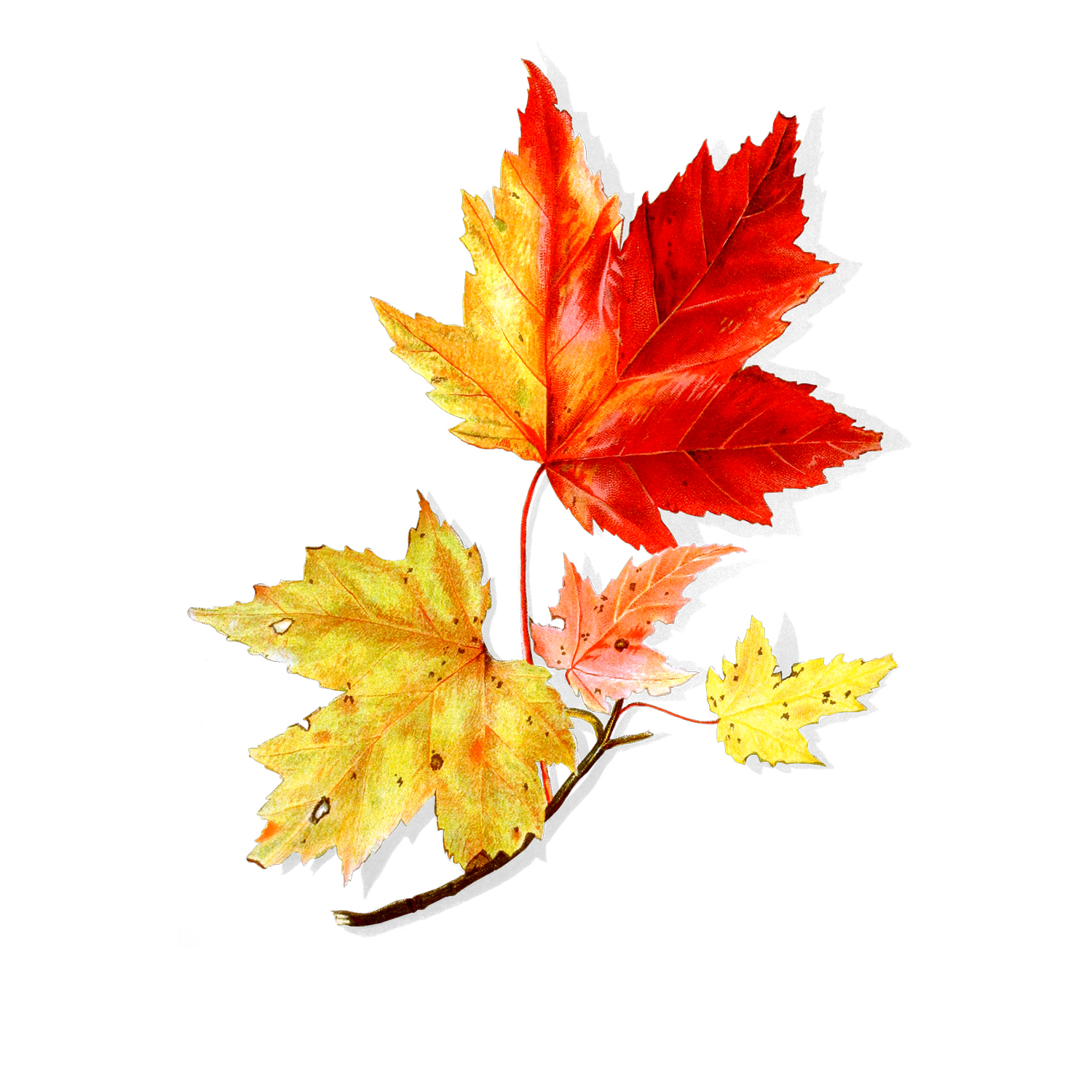 1500x1500 Maple Leaf (Free Graphics)