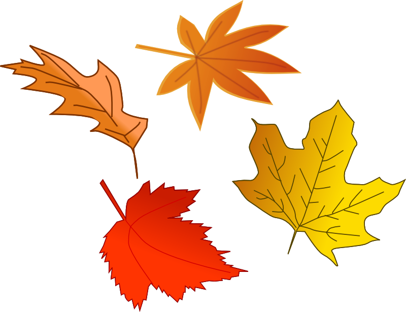 800x615 Oak Leaf Clip Art Free