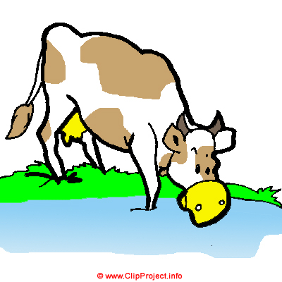 400x400 Cow