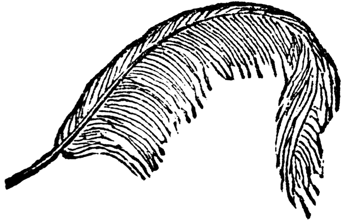 700x452 Feather Clipart Free Clipart Images 4