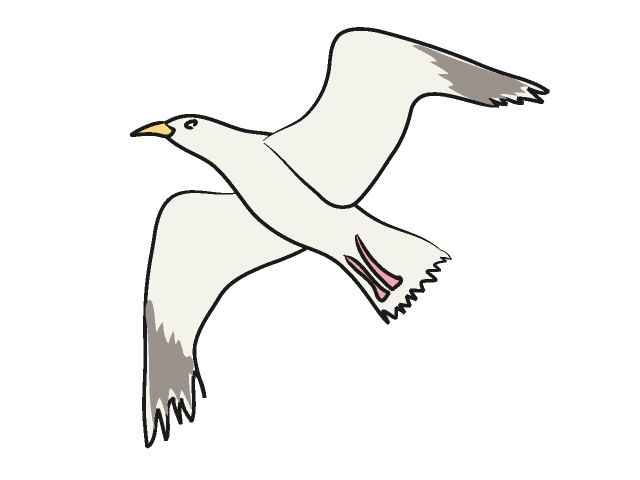 640x480 Gull Feathers Clipart