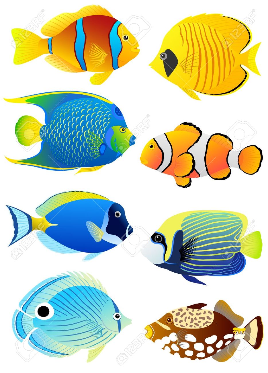 935x1300 Fish Desktop Wallpapers Tropical Fish Images Download Free