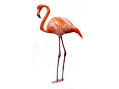 400x300 Flamingo Clip Art Free Clipart Images 4 3