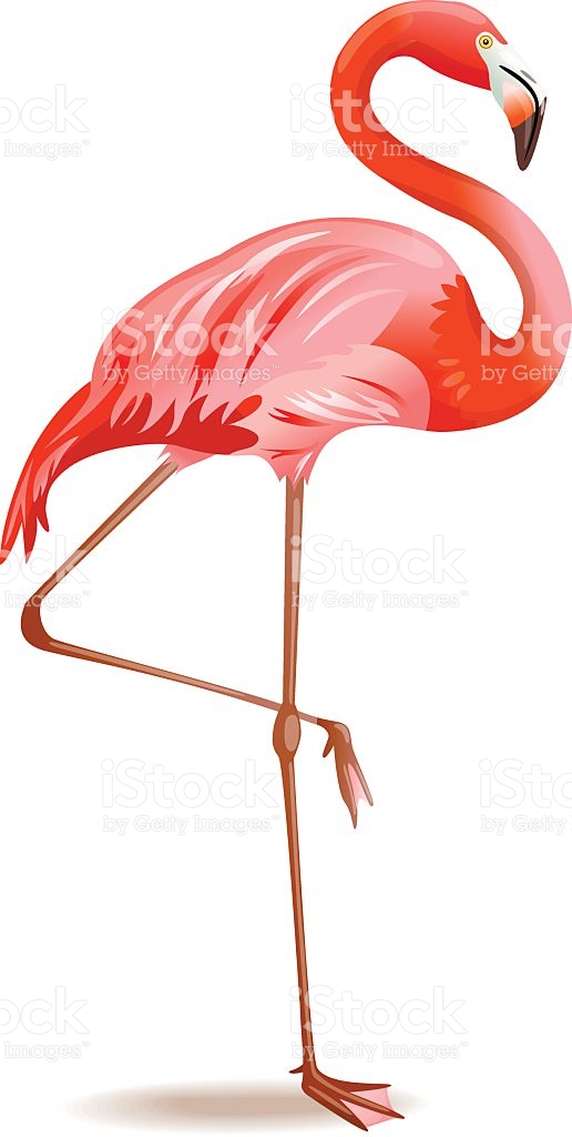 516x1024 Flamingo Clipart Vector