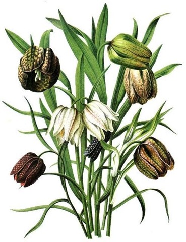 369x480 Free Clip Art From Vintage Holiday Crafts Blog Archive Free