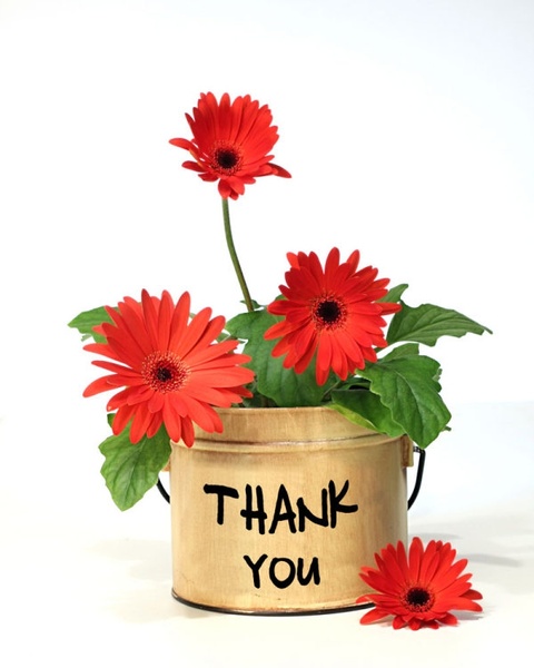 480x600 Flower Images Free Stock Photos Download (11,130 Free Stock Photos