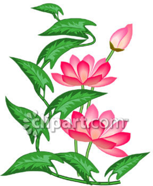 494x600 Pink Lotus Flowers Clipart Image Free Images