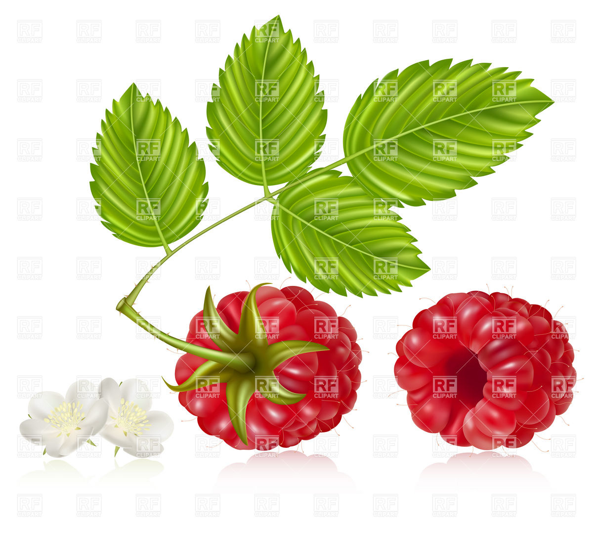 1200x1108 Ripe Raspberry With Green Leaves And Flowers Royalty Free Vector