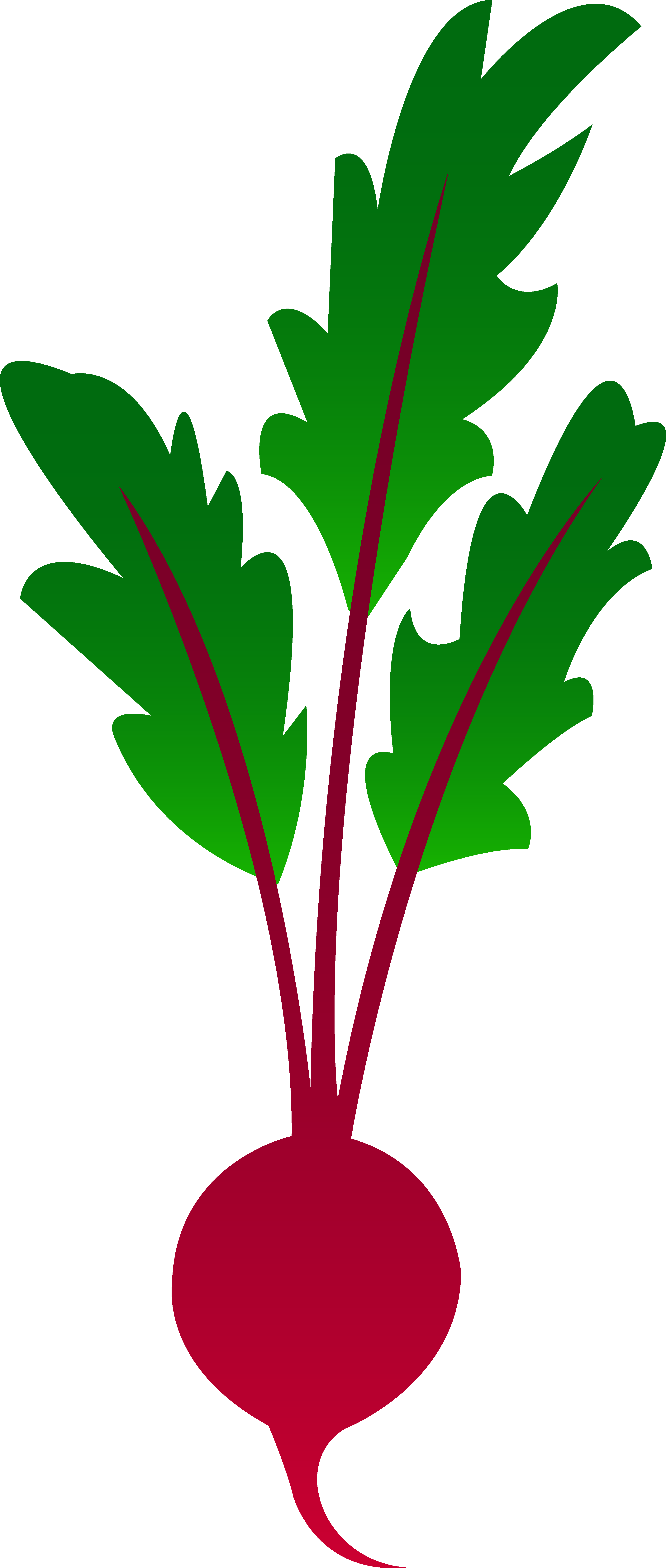 3470x8171 Red Garden Beet