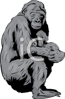 231x350 Picture Of A Mother Gorilla Nursing Her Baby In A Vector Clip Art