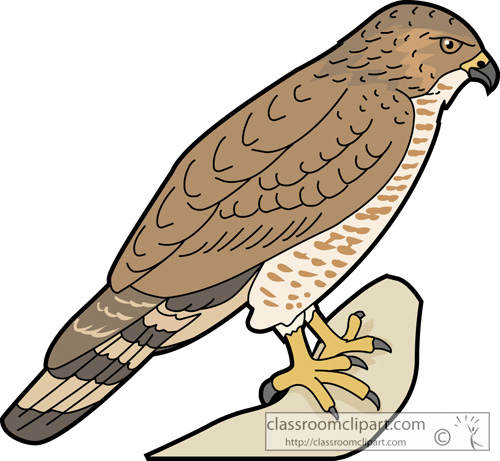 500x461 Hawk Clip Art Clipart 3 3