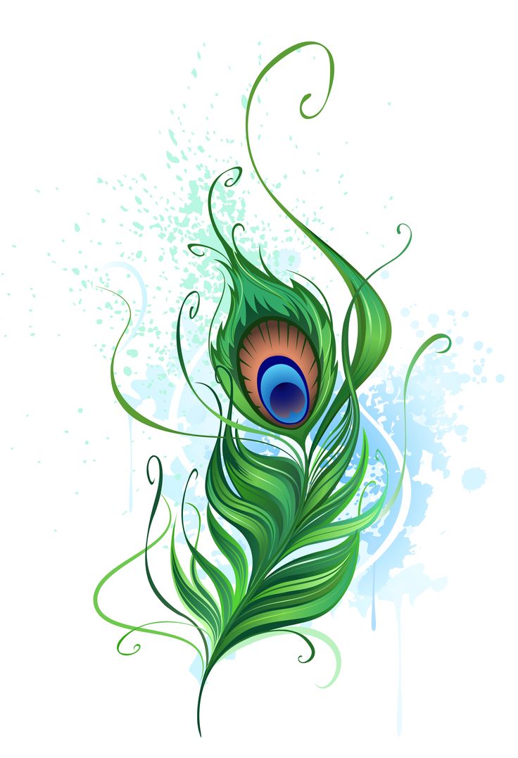 736x1077 Clip Art Of A Peacock Feather Cliparts