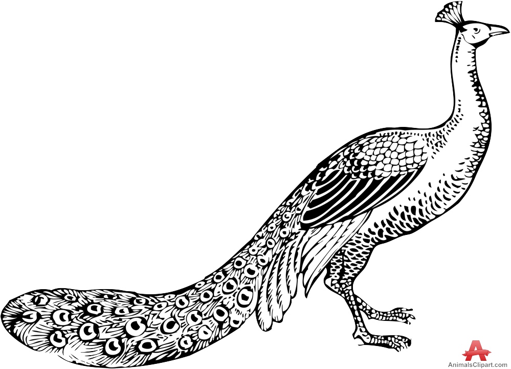 999x721 Free Peacock Clipart