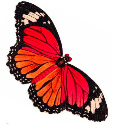 392x432 Clipart Butterfly Free
