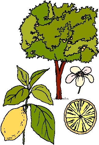 324x473 Plant Clipart Flowers And Tree