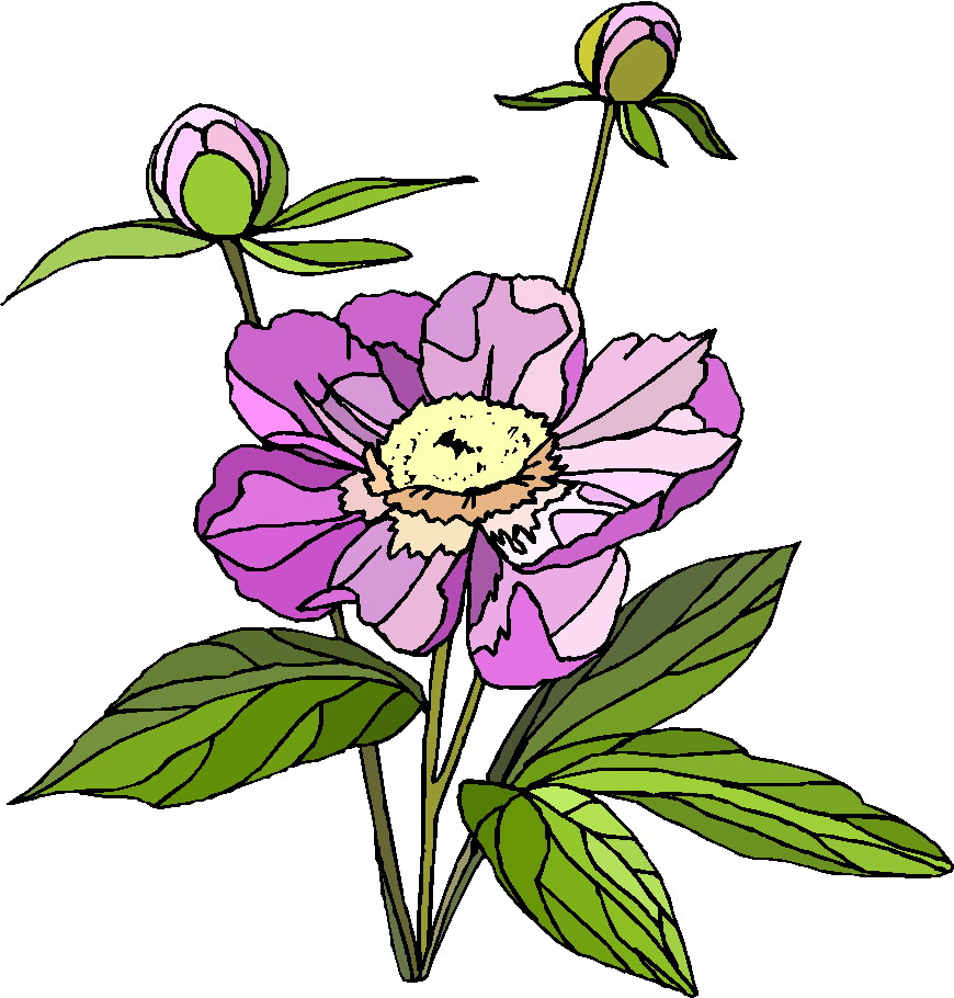 870x910 Free Plant Clipart