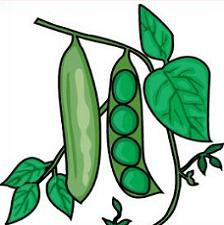 224x225 Free Pea Plant Clipart